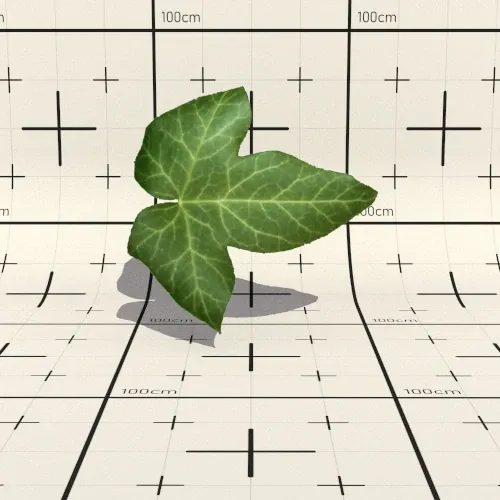 Leaf with opacity